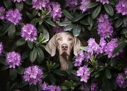 Pies, Wyżeł weimarski, Kwiaty, Różanecznik