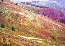 Wzgórza z kolorowymi jesiennymi drzewami
