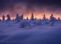 Finlandia, Laponia, Wzgórze Kuertunturi, Zima, Ośnieżone, Drzewa, Rośliny, Wschód słońca