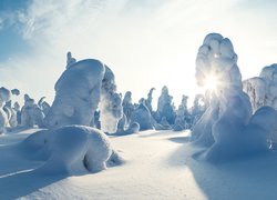 Finlandia, Region Pohjois-Pohjanmaa, Gmina Kuusamo, Wzgórze Kuntivaara, Zima, Promienie słońca, Zaspy, Ośnieżone, Drzewa