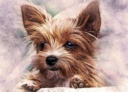 Yorkshire terrier w grafice paintography
