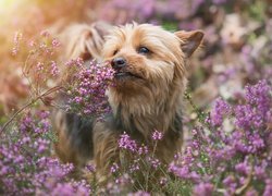 Yorkshire terrier w kwiatach wrzośca