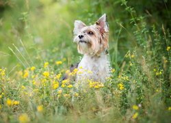 Yorkshire terrier wśród żółtych kwiatów