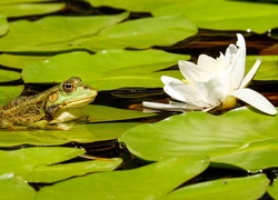 Żaba na liściu obok lilii wodnej