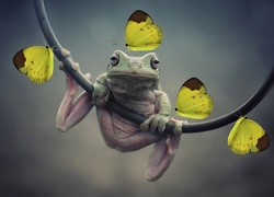 Żaba z żółtymi motylkami