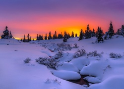 Zachód słońca nad drzewami zimą