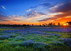 Zachód słońca nad łubinową łąką w pobliżu White Hall w Teksasie