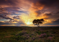 Zachód słońca nad samotnym drzewem w angielskim Egton