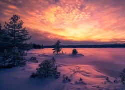 Zachód słońca pomalował kolorami zaśnieżone pola i drzewa