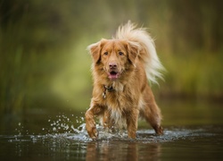 Pies, Retriever z Nowej Szkocji, Woda