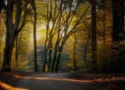 Zakręt na drodze w jesiennym lesie