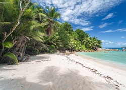 Seszele, Wyspa Felicite Island, Morze, Plaża, Palmy