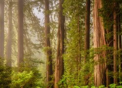 Zamglone drzewa w Parku Narodowym Redwood w Kalifornii