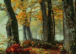 Zamglony las jesienią