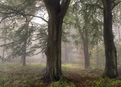 Zamglony las w Bingley w hrabstwie  West Yorkshire