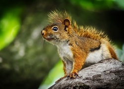 Zapatrzona ruda wiewiórka