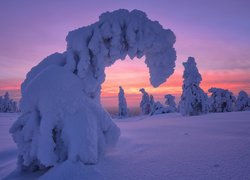 Zima, Zaśnieżone, Drzewa, Wschód słońca, Park Narodowy Riisitunturi, Gmina Posio, Finlandia