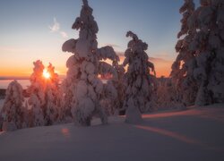 Zasypane śniegiem drzewa na wzgórzu w blasku zachodzącego słońca