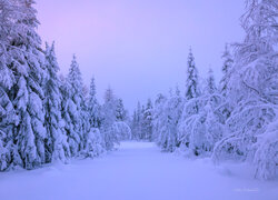 Zasypane śniegiem drzewa przy drodze w lesie