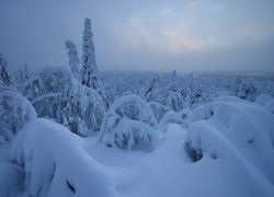 Zasypane śniegiem drzewa w rezerwacie Valtavaara