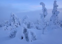 Zima, Mgła, Drzewa, Laponia, Finlandia