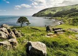 Trawa, Kamienie, Drzewo, Morze, Zatoka, Murlough Bay, Irlandia Północna