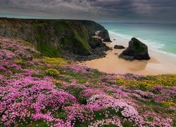 Anglia, Kornwalia, Rezerwat Przyrody Carnewas and Bedruthan Steps, Wybrzeże, Skały, Kwiaty, Zawciąg nadmorski, Morze Celtyckie