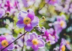 Kwiaty, Zawilce japońskie, Zbliżenie