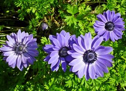 Kwiaty, Zawilce, Niebieskie
