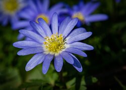 Kwiat, Niebieski, Zawilec apeniński