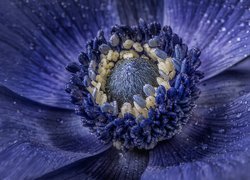 Kwiat, Niebieski, Zawilec, Makro