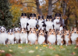 Zdjęcie grupowe owczarków szetlandzkich