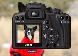 Aparat fotograficzny, Canon, Pies, Czerwony, Sweterek
