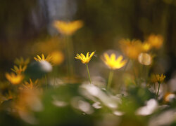 Ziarnopłon wiosenny, Zbliżenie, Kwiaty, Żółte