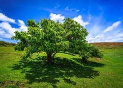 Zielone drzewa na wzgórzu w letnim słońcu