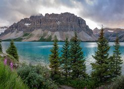Kanada, Alberta, Góry, Góra Crowfoot Mountain, Jezioro, Bow Lake, Drzewa, Świerki, Kwiaty, Trawa, Park Narodowy Banff