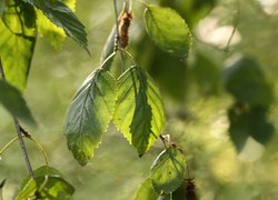 Zielone liście brzozy pożytecznej