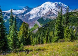 Ośnieżone, Góry, Stratowulkan Mount Rainier, Drzewa, Świerki, Kwiaty, Łąka, Park Narodowy Mount Rainier, Stan Waszyngton, Stany Zjednoczone