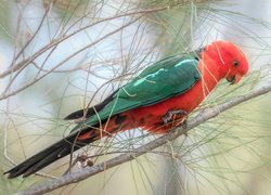 Zielono-czerwona, Papuga, Ptak, Gałązki, Sosna