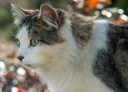 Kot, Zielone, Oczy, Profil
