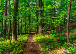 Zielony las i ścieżka