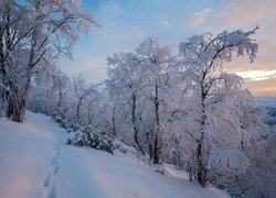 Finlandia, Laponia, Zima, Ośnieżone, Drzewa
