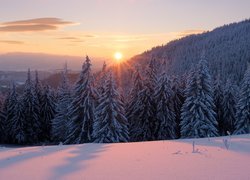 Ukraina, Karpaty, Góry Gorgany, Zima, Las, Świerki, Wschód słońca
