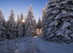 Zima w lesie i promienie słońca wkradające się między świerki