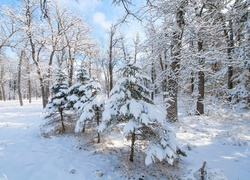 Zima w lesie śniegiem oprószyła drzewa