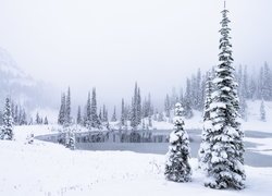 Zima, Ośnieżone, Drzewa, Świerki, Zamglone, Góry, Jezioro, Park Narodowy Mount Rainier, Stan Waszyngton, Stany Zjednoczone