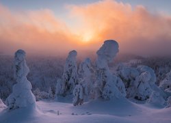 Zima, Zaśnieżone, Drzewa, Mgła, Wschód słońca, Rezerwat przyrody Valtavaara, Laponia, Finlandia