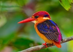 Ptak, Zimorodek orientalny, Gałązka