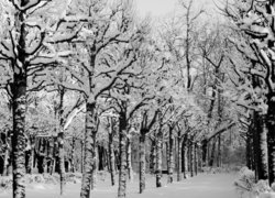 Zimowa droga i ośnieżone drzewa w parku