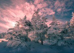 Zimowe drzewa w promieniach wschodzącego słońca
